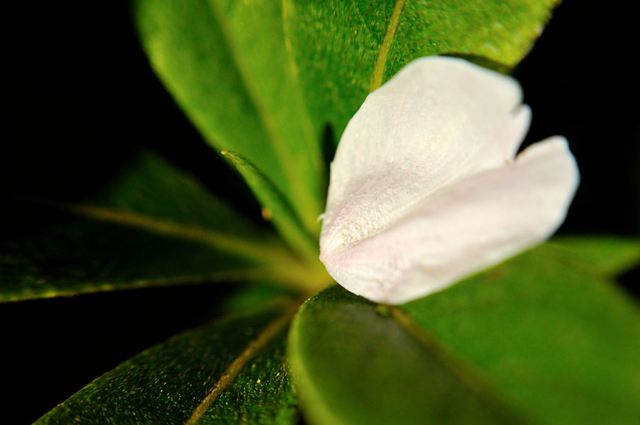 cb2011_025.jpg